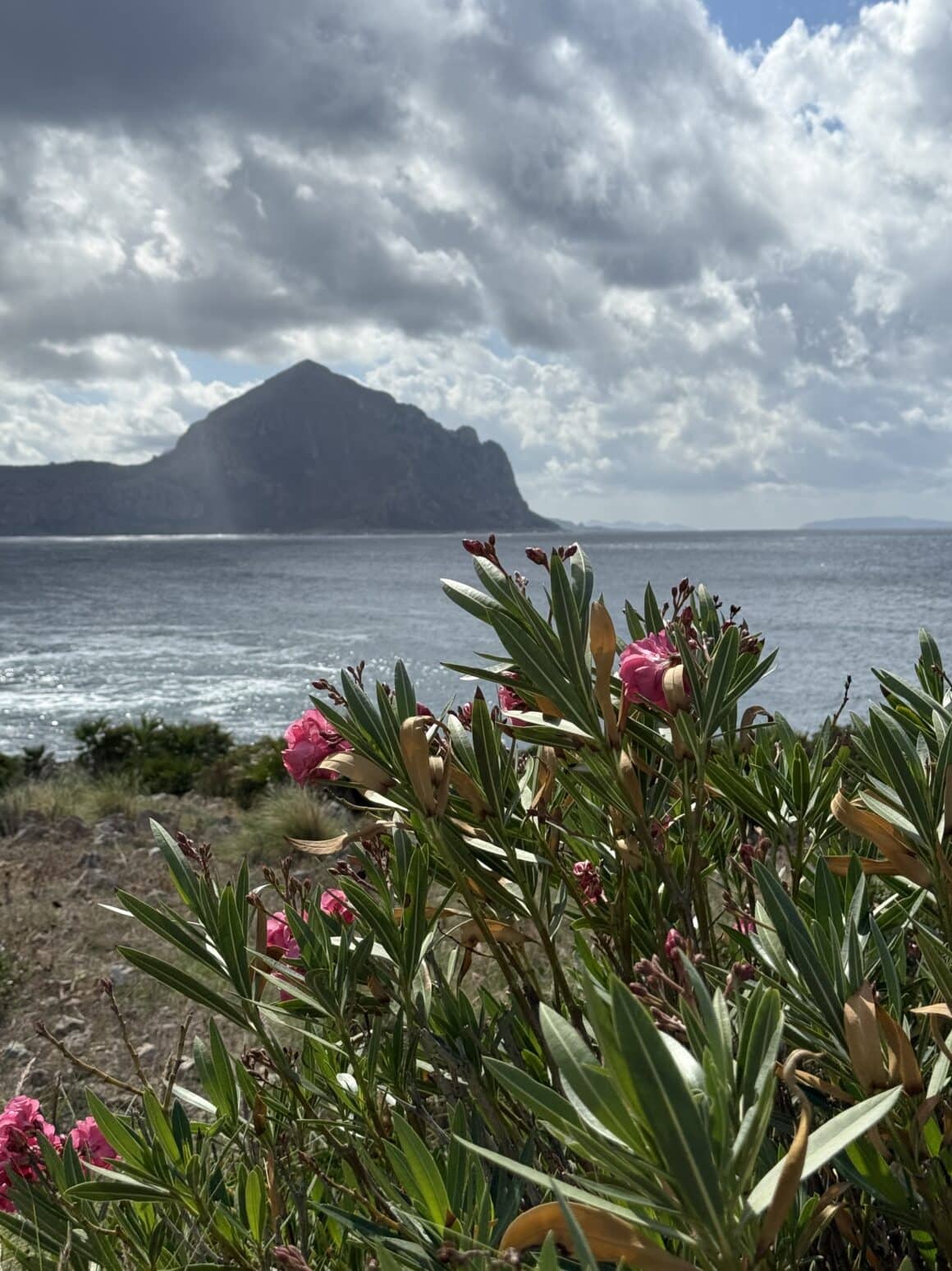 Morze, skały i rośliny, które rosną jakby mimo wszystko – nawet po burzy wyglądają jak z reklamy.
