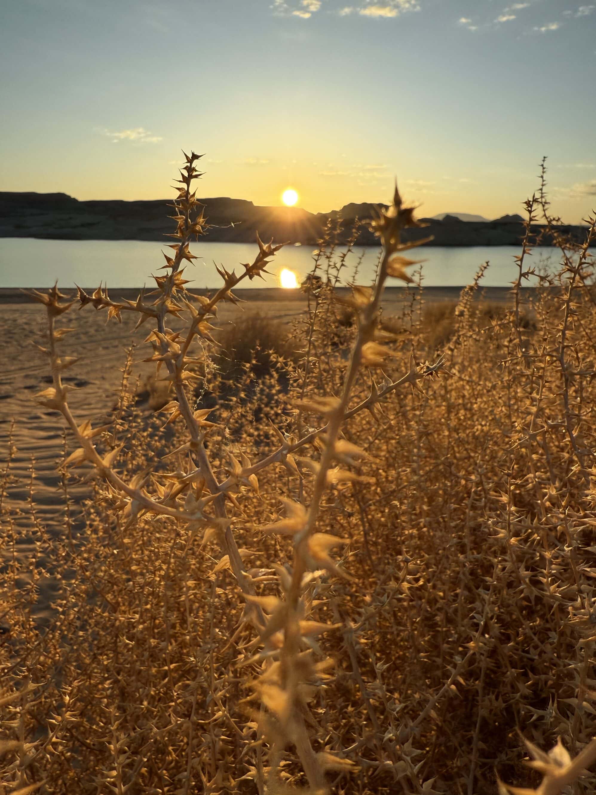 Wieczorne światło potrafi zamienić piasek w złoto, a każdą suchą gałązkę w dzieło sztuki.
To te momenty, kiedy pustynia pokazuje swoje łagodniejsze, bardziej romantyczne oblicze. 💛