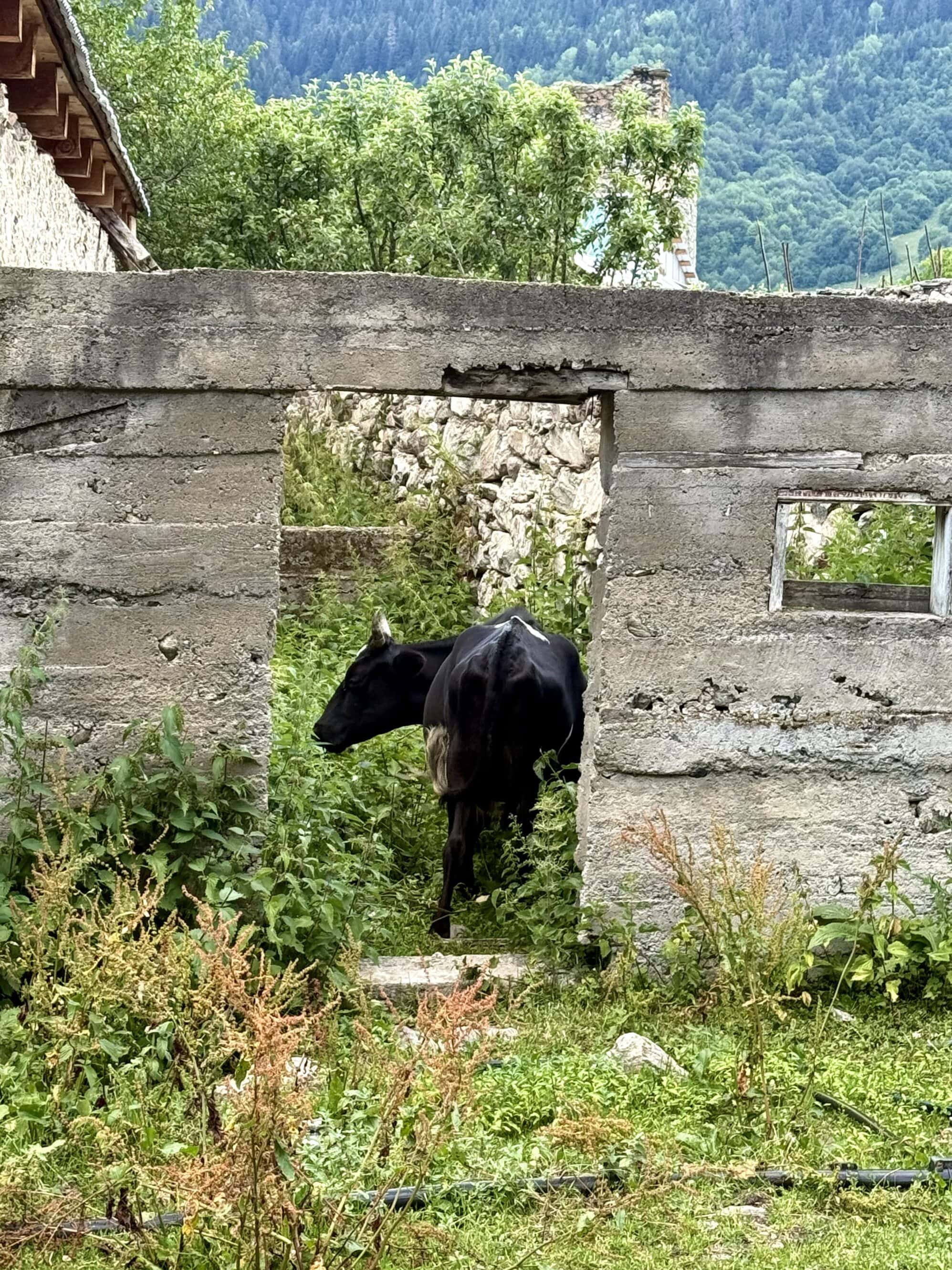 W Gruzji zwierzęta żyją w idealnej harmonii z ludźmi. Czasem nawet przejmują nieruchomości — i to bez aktu własności.