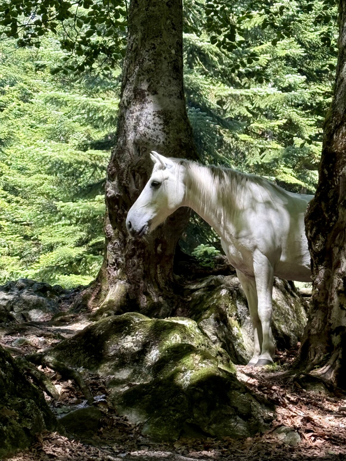 Nawet konie tu wyglądają, jakby miały wolne od pośpiechu. Spokój, cień i szelest drzew – Gruzja w najczystszej postaci.