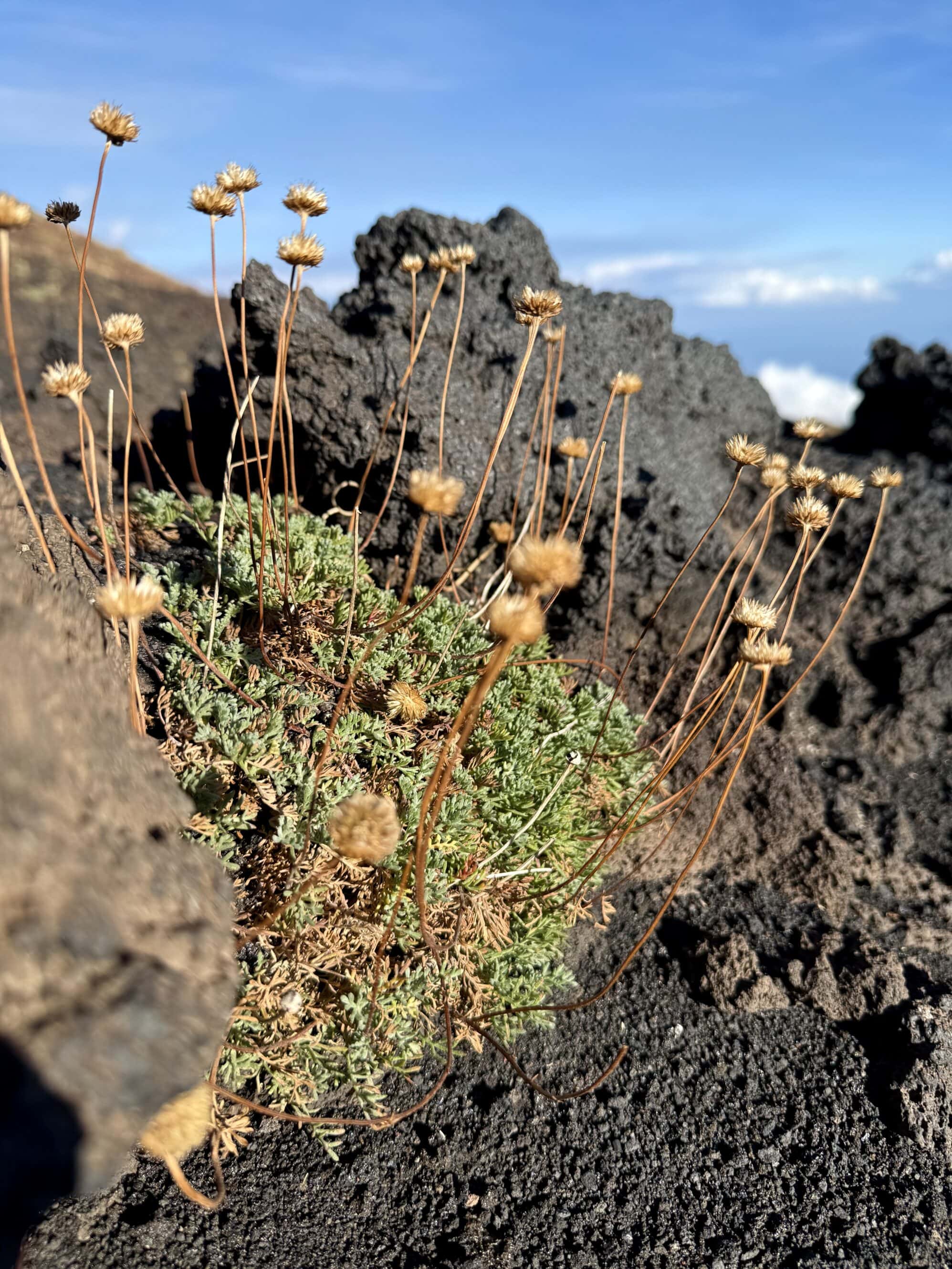 To jedna z pierwszych, które wracają po erupcji. Zakorzenia się w lawie, gdzie temperatura gruntu potrafi dochodzić do 40°C – wulkaniczna twardzielka.