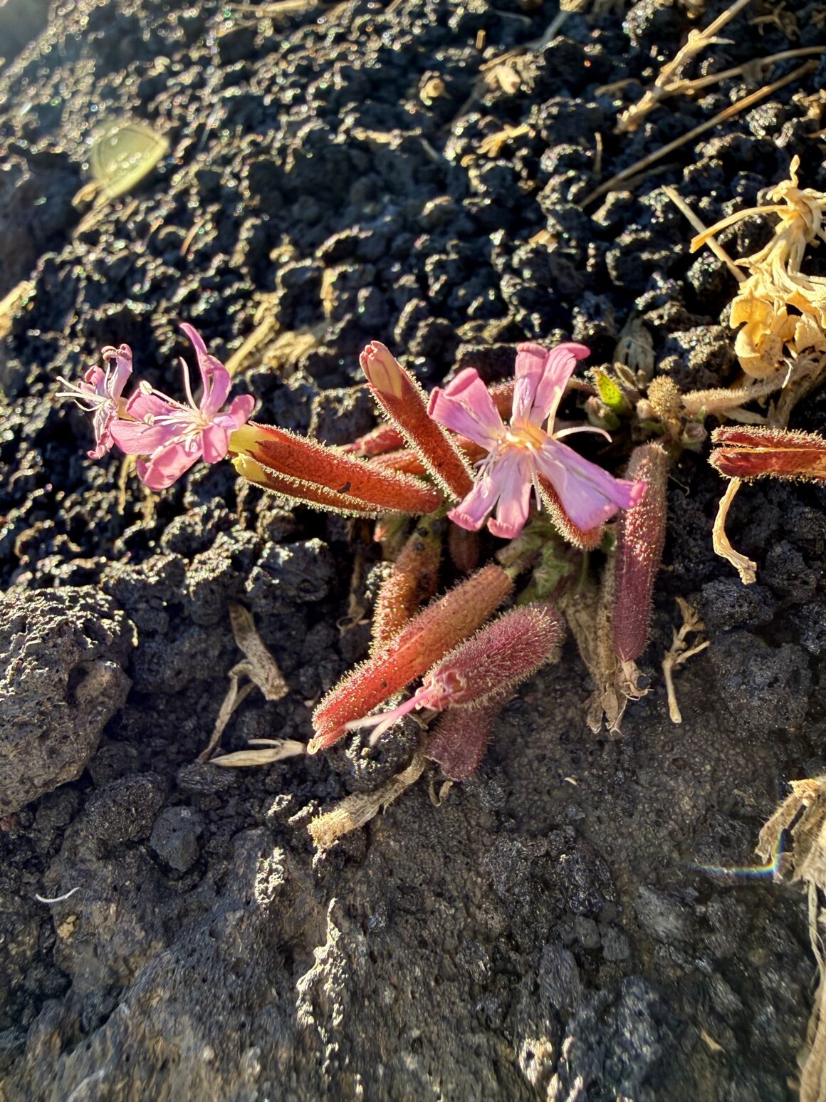 Rosną w miejscu, gdzie nie ma ziemi ani wody – tylko popiół i skała. Natura udowadnia, że nawet po ogniu można zakwitnąć.