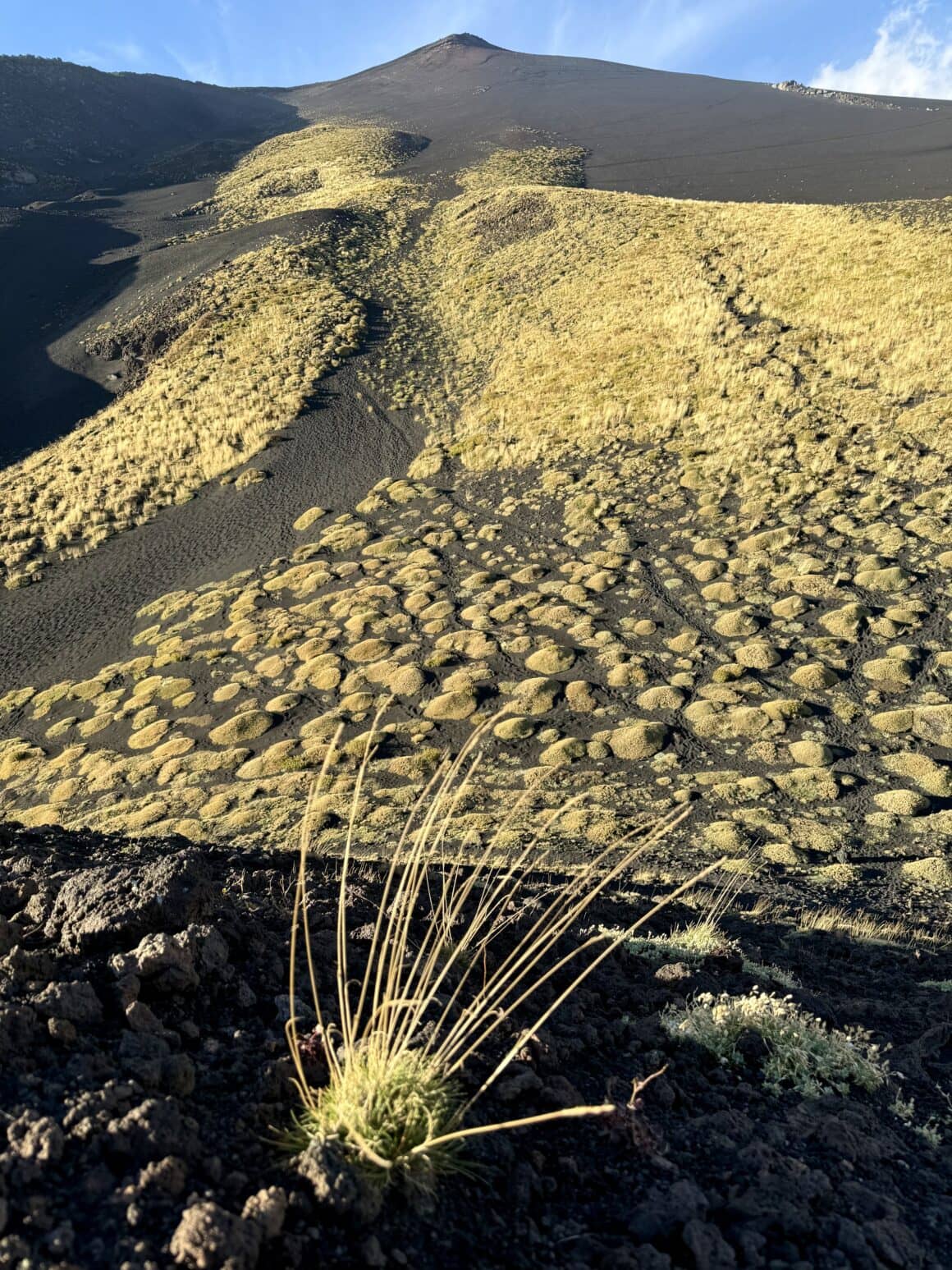 To jedna z pierwszych roślin, które wracają po erupcji. Kiedyś była tu lawa, dziś pojawia się zielony dywan – symbol, że góra daje drugą szansę.