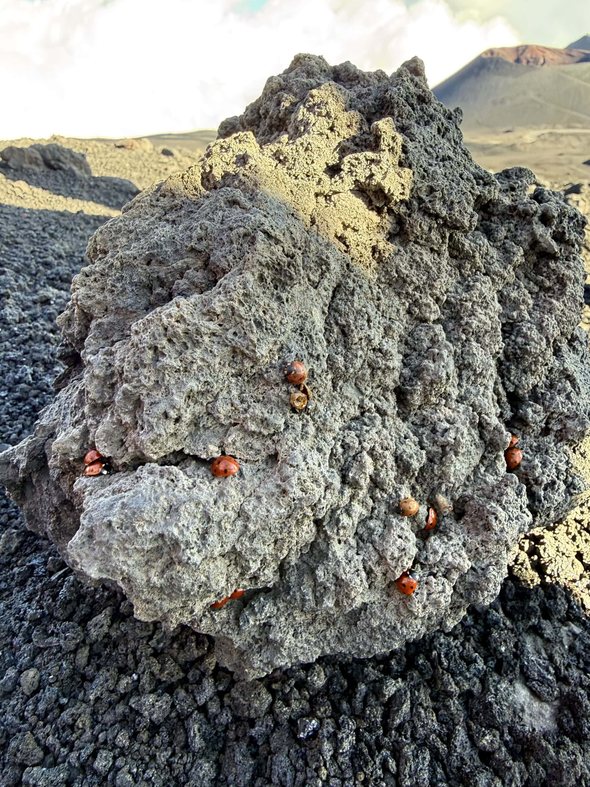 Choć to 2500 m n.p.m., są ich tu dziesiątki. Wędrują po lawie jak po wiosennym ogrodzie – małe, czerwone iskierki życia na czarnej ziemi.