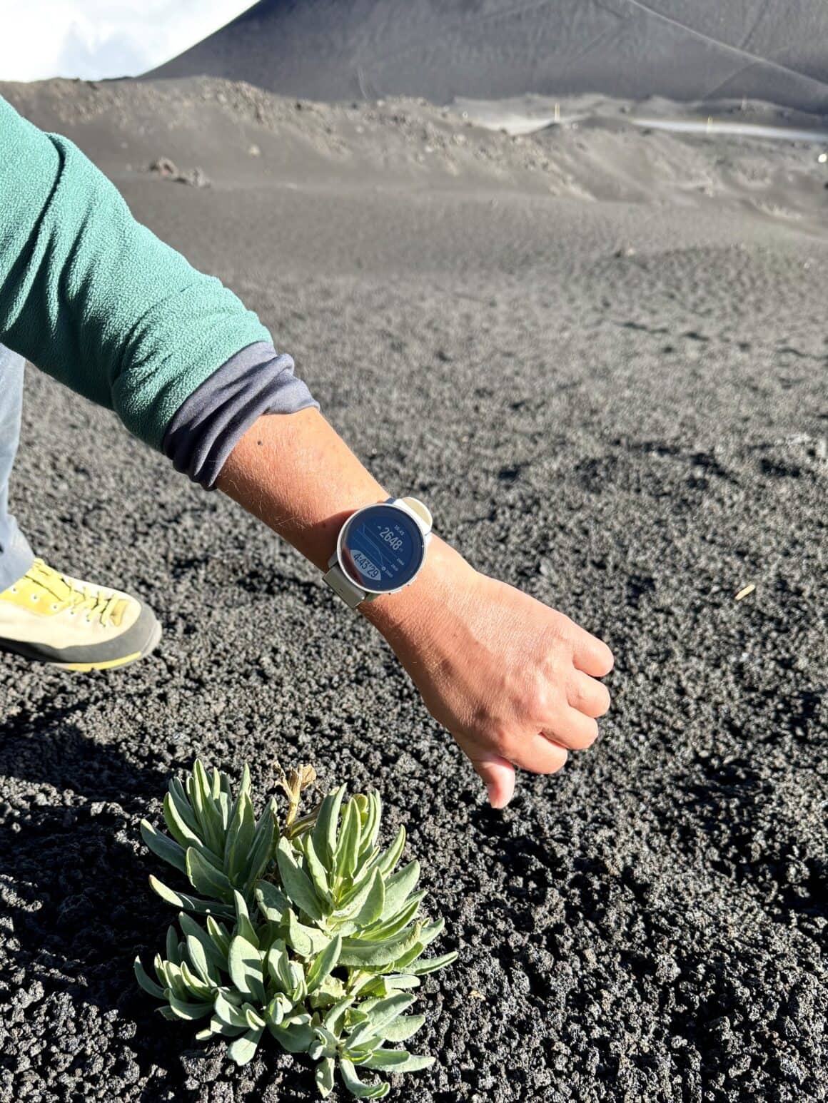 Enrico pokazywał, jak z popiołu wyrasta sukulent. Wystarczy odrobina wilgoci i trochę czasu – i Etna znów zazielenia się jak po burzy.