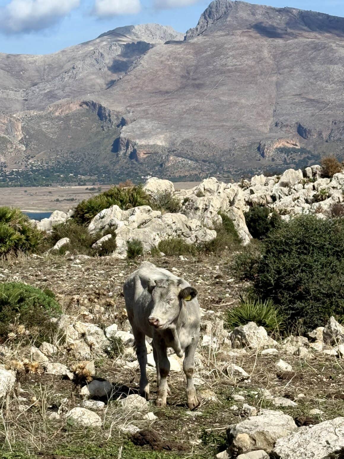 Strażnik szlaku 🐄😅 Tak, to oficjalny lokalny patrol. Nie sprzedaje biletów, nie sprawdza permitów, ale patrzy bardzo oceniająco. Na Cofano zwierzęta mają pierwszeństwo – my jesteśmy tylko gośćmi.
