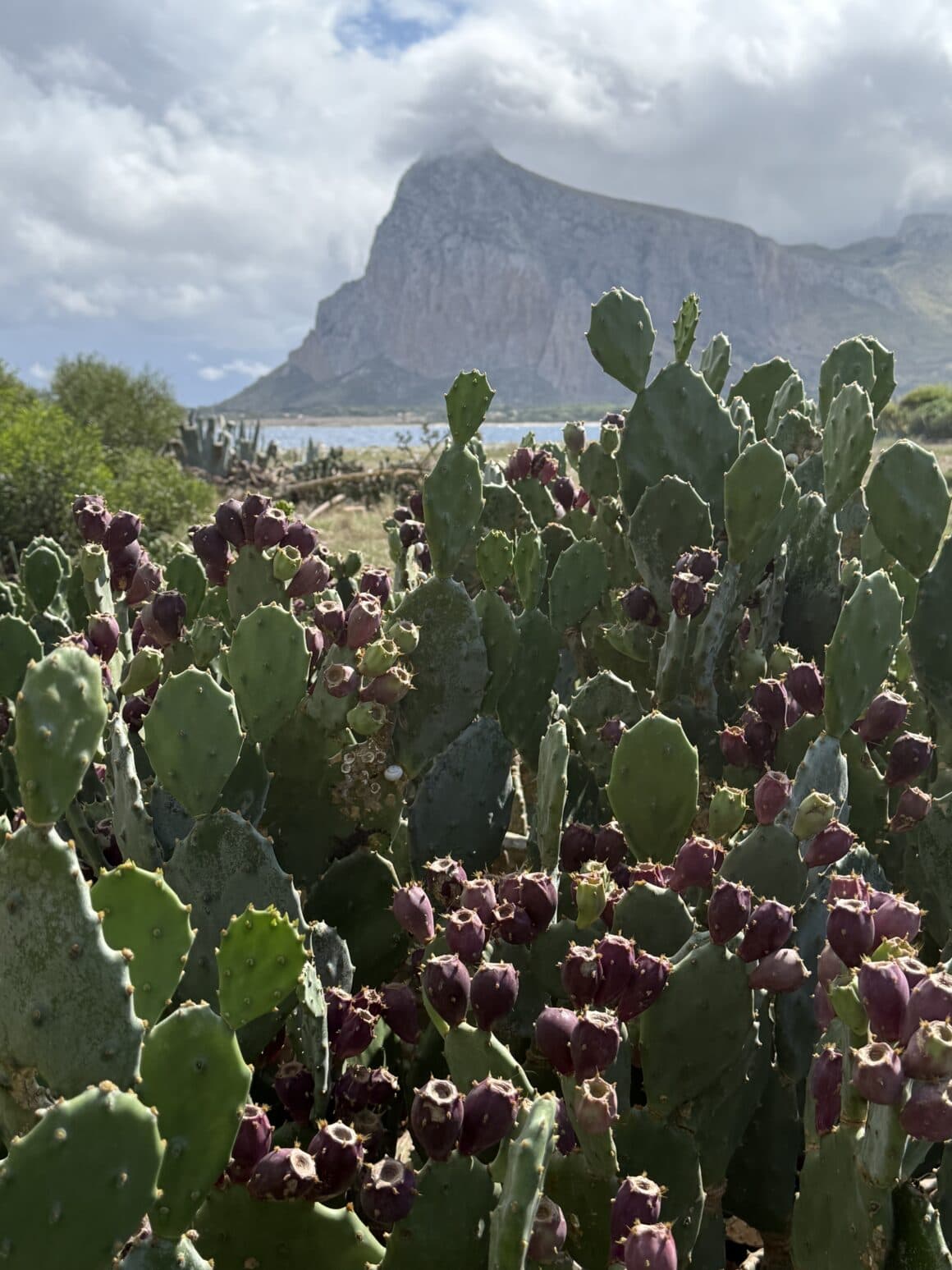 Tu nie są dodatkiem do krajobrazu – to sam krajobraz. I mają więcej kolców niż niejeden sycylijski charakter.