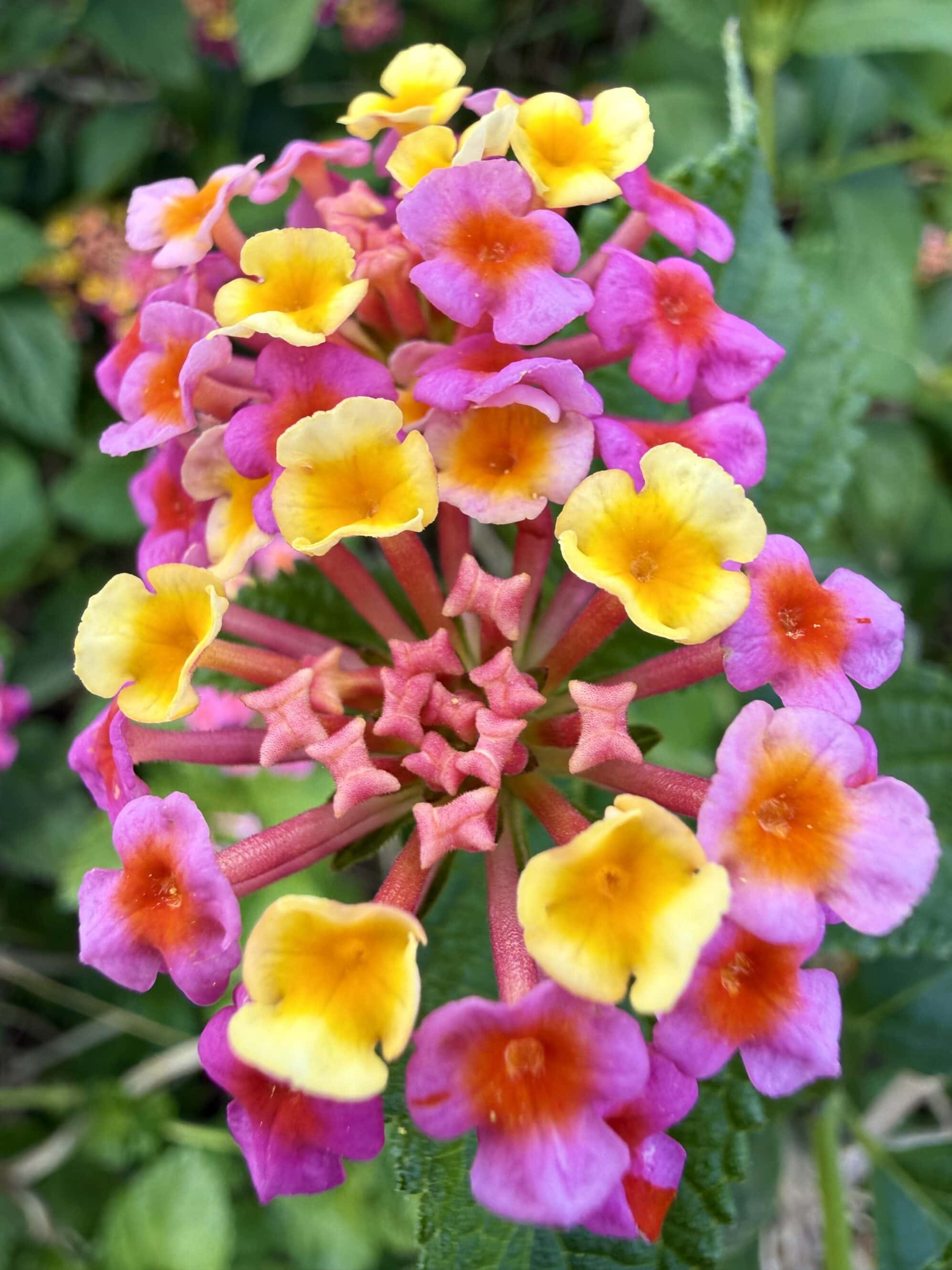 Niektóre chwasty tu mają więcej stylu niż kwiaty w doniczkach. I co gorsza – wiedzą o tym.