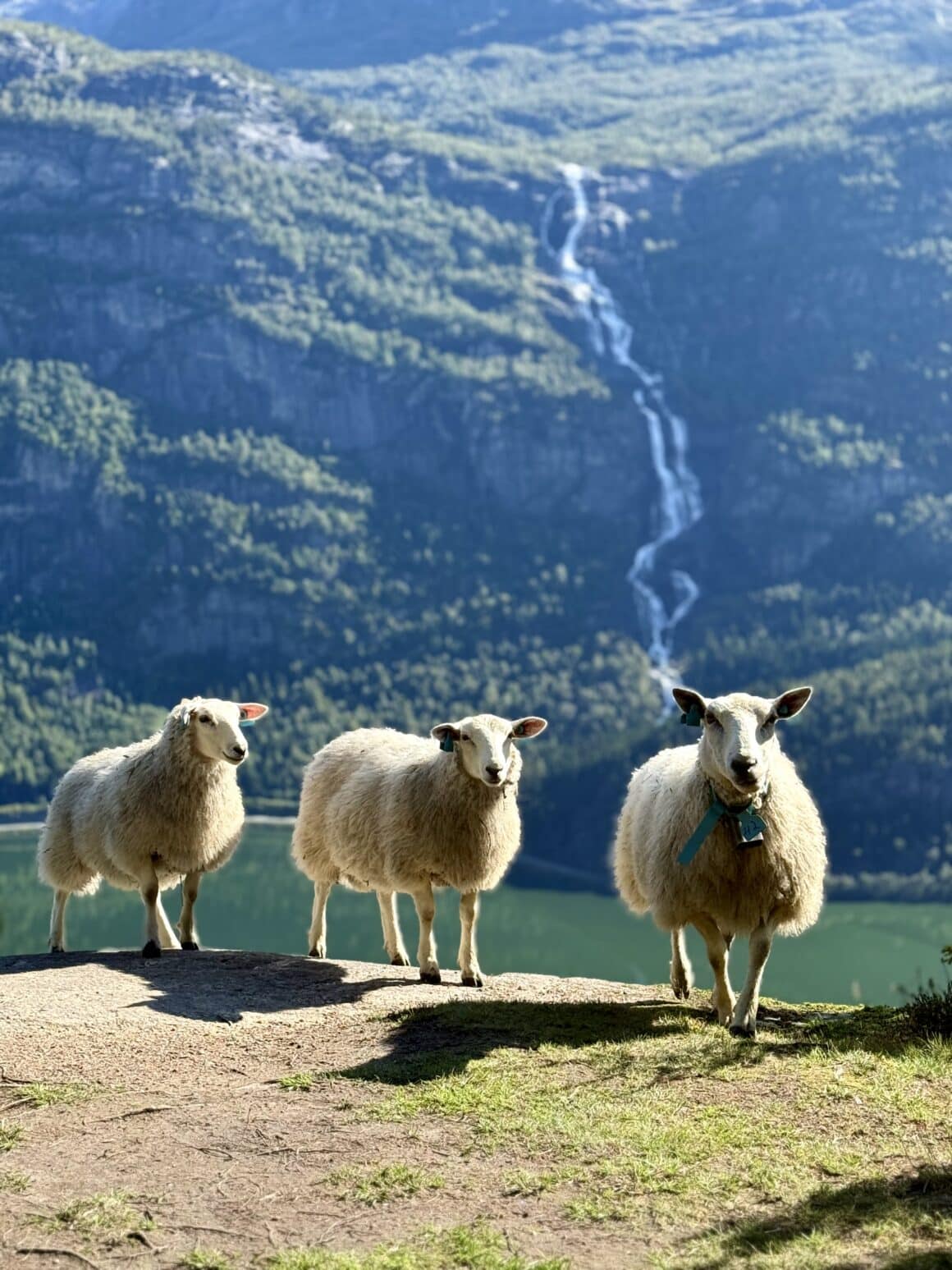 Trzy owce, fiord w tle i wodospad jak z bajki. Zero biletów, pełen chill — norweski Netflix w wersji live.