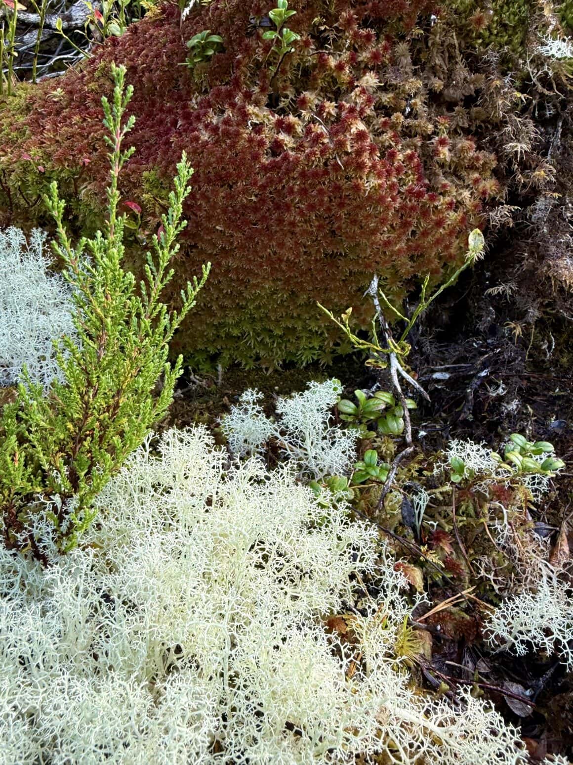 Chrobotek reniferowy to symbol północy. Delikatny, jasny, miękki – rośnie wszędzie, a wygląda jak mgła, która postanowiła zostać na ziemi.