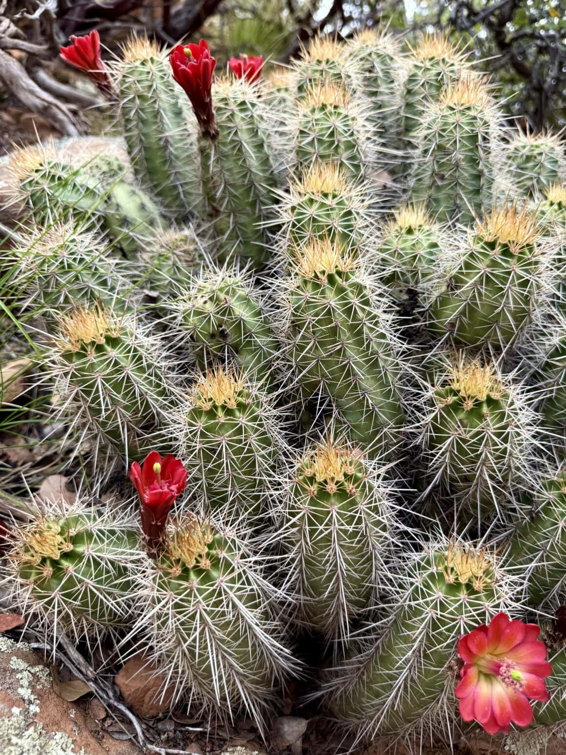 Uroczy… dopóki nie dotkniesz 🌵😂 Ten kaktus wygląda miękko, puchato, niewinnie… do chwili, gdy spróbujesz podejść za blisko. To mistrz w stylu „dotknij mnie, a pożałujesz”. Ale przyznaj — z tymi czerwonymi kwiatuszkami wygląda jak gwiazda pustynnego ogrodu.