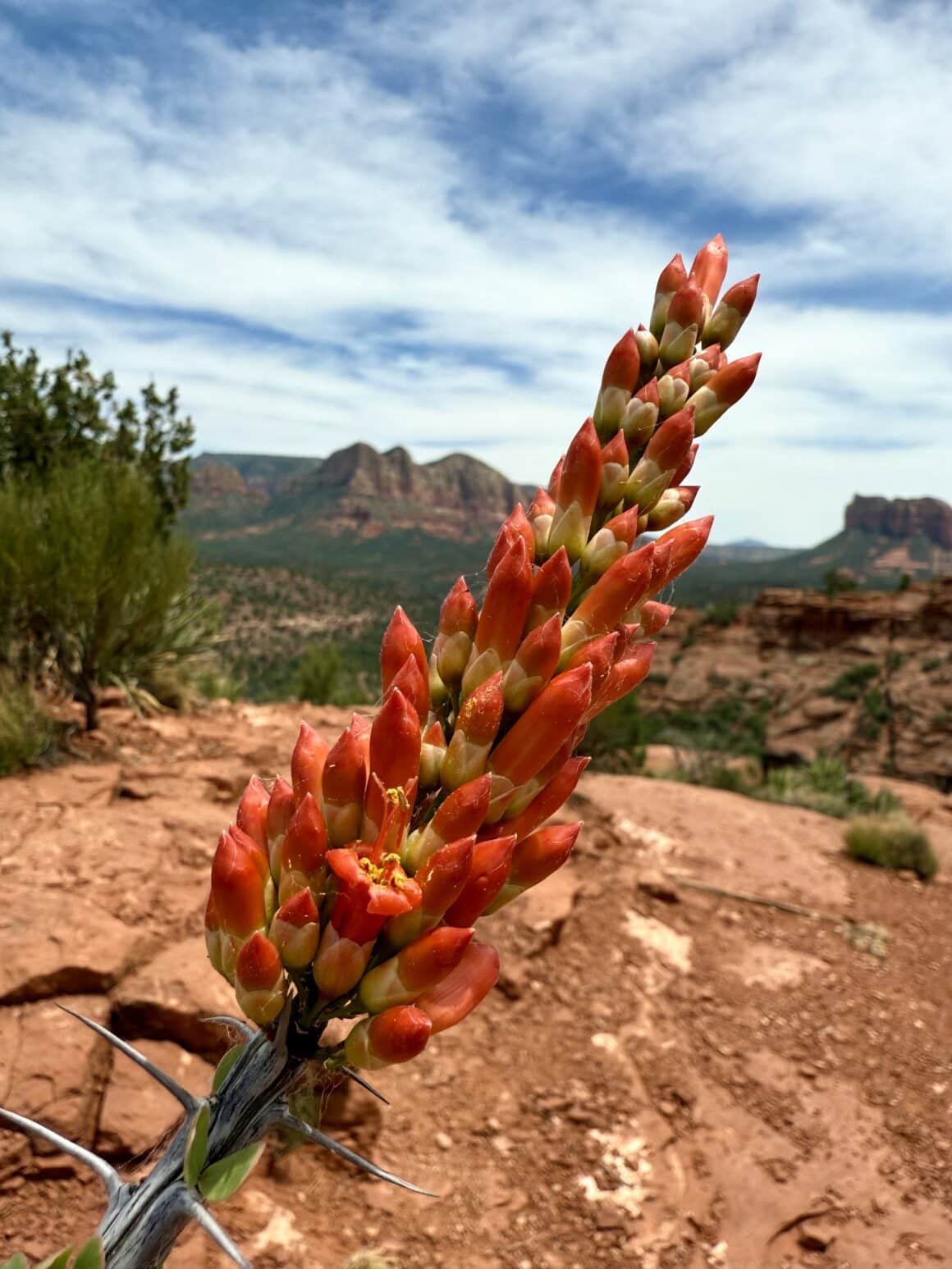 Ocotillo — jakby odpalił tryb „showtime” 🔥 To ocotillo, pustynny krzew z Arizony. Gdy zakwita na czerwono, wygląda jak żywy ogień na tle skał. W Sedonie nawet rośliny mają parcie na scenę.