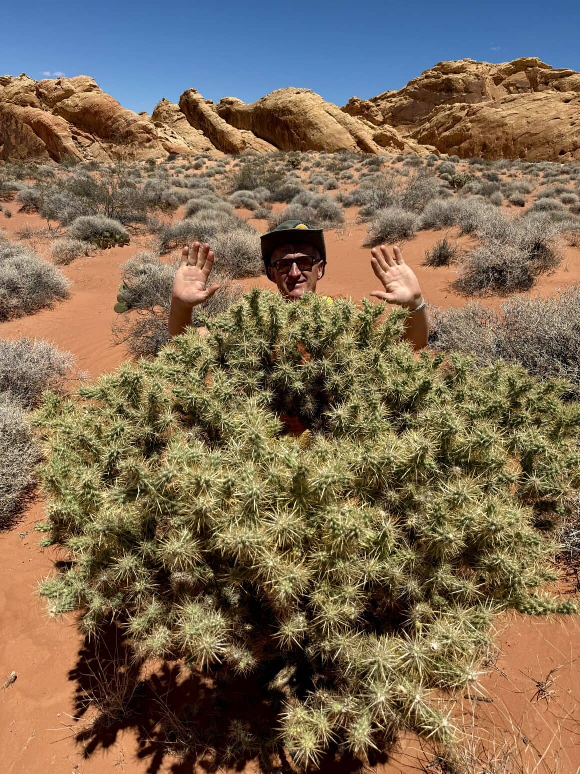 Powiedziałam: „bliżej”, nie „wejdź do środka”😂 Cholla to mistrzyni w niespodziewanym „przytulaniu się”. Jej segmenty odłamują się przy najmniejszym dotyku i wbijają jak rzep na sterydach. Z dystansu wygląda miękko… a potem rzeczywistość szybko weryfikuje.