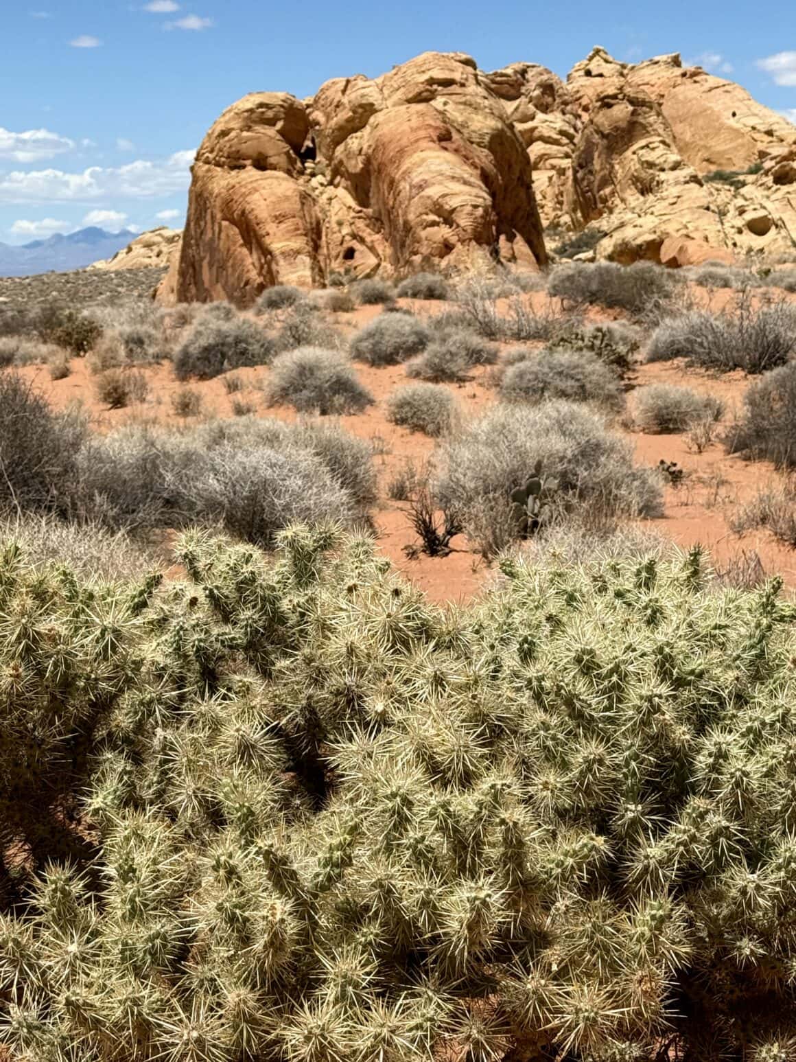 Krzaki mają tu tryb „nie dotykać”🌵 Roślinność w Valley of Fire wygląda delikatnie, ale jest stworzona do ekstremów. Korzenie sięgają głęboko, liście minimalizują parowanie, a wszystko tu przeżywa dzięki sprytowi, nie sile.
