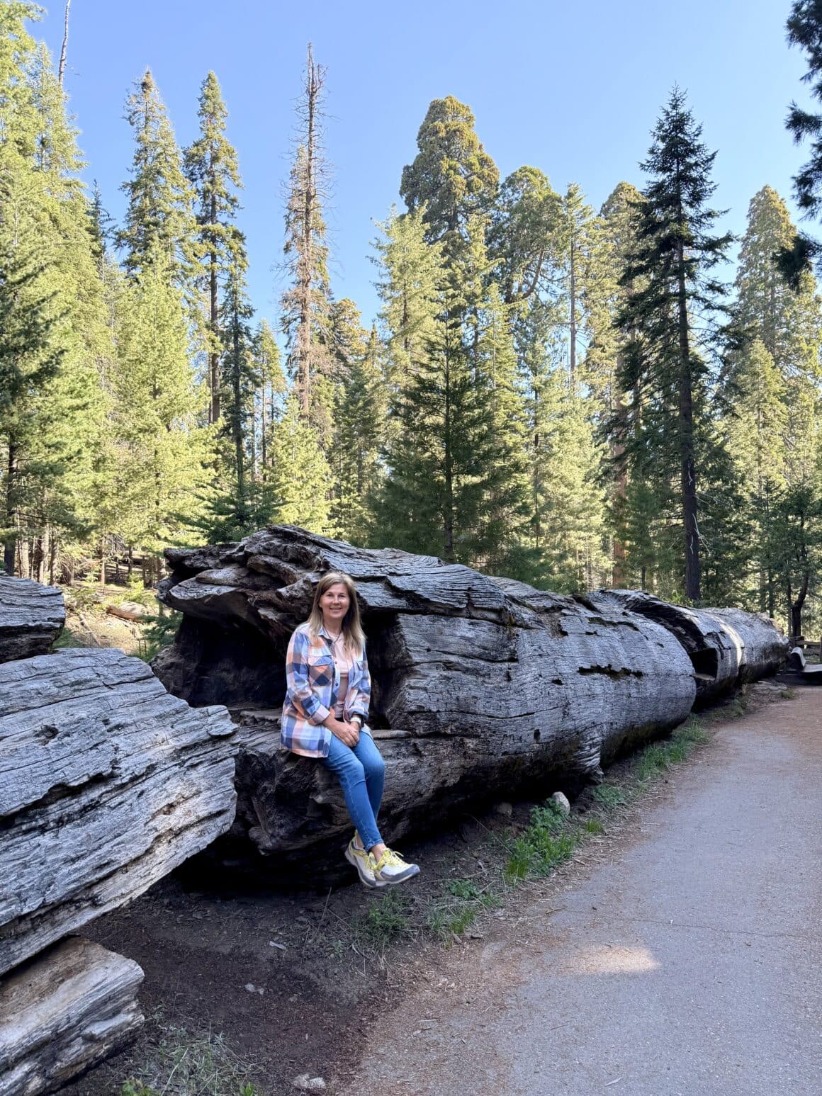 Drzewo po przejściach 🪵😌 Leżąca sekwoja nadal wygląda, jakby miała więcej energii niż my po kawie. Nawet gdy odpoczywa, robi to z klasą. Tu naprawdę uczysz się, że wiek to tylko liczba… bardzo duża liczba.