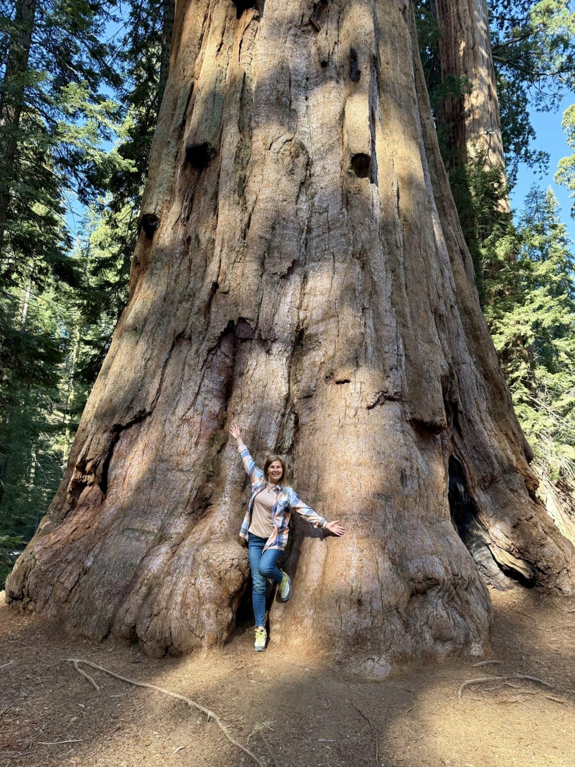 Próba objęcia: nieudana 🤗❌ Człowiek próbuje objąć drzewo, drzewo pozwala… ale bez złudzeń. To nie jest „hug”, to jest raczej uprzejme dotknięcie historii liczącej kilkaset lat. Ego zostaje gdzieś przy korzeniach.
