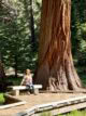 Idealne miejsce, żeby usiąść i po prostu nic nie robić. Te drzewa rosły już wtedy, gdy w Europie budowano pierwsze katedry. Siedzisz obok i masz wrażenie, że czas zwalnia specjalnie dla tego miejsca. Sequoia nie robi show — ona jest show.