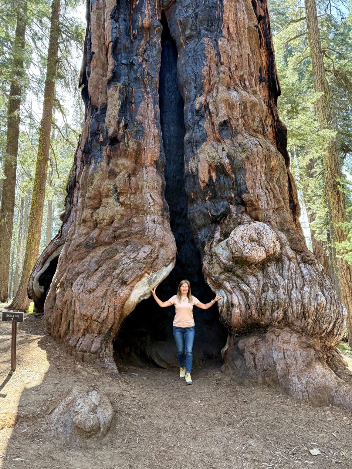 Drzewo z własnym wejściem 🚪🌲 To nie dziupla, to architektura naturalna. Sequoie potrafią rosnąć tak, że w środku robi się przestrzeń większa niż w niejednym salonie. Kora jest tak gruba, że drzewo spokojnie przeżywa pożary, mróz i setki lat historii. My wchodzimy do środka, a ono nawet nie zauważa, że przyszliśmy.