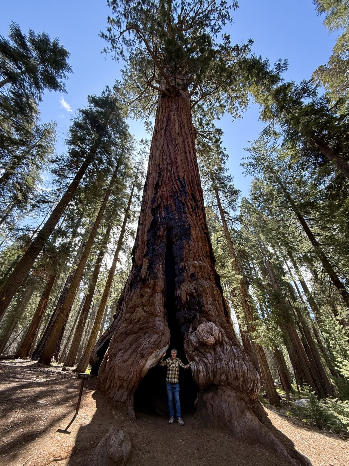 Tu nawet grawitacja wygląda poważniej 🌍🌲 Patrzysz w górę i nagle wszystko inne przestaje być pilne. Sekwoje nie robią show, nie proszą o uwagę. One po prostu stoją — a reszta świata musi się do tego dostosować.