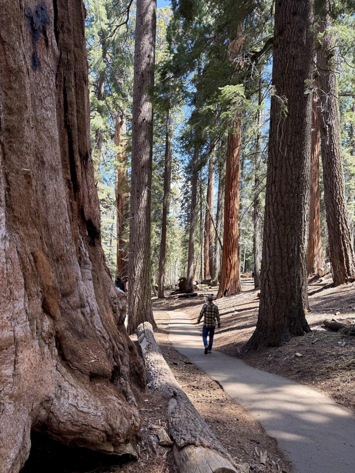 Spacer w trybie „ciszej” 🚶♀️🤫 Tu nawet kroki same się wyciszają. Człowiek zaczyna iść wolniej, mówić ciszej i jakoś naturalnie przestaje scrollować życie w głowie. Sekwoje nie uczą mindfulness — one go wymuszają.