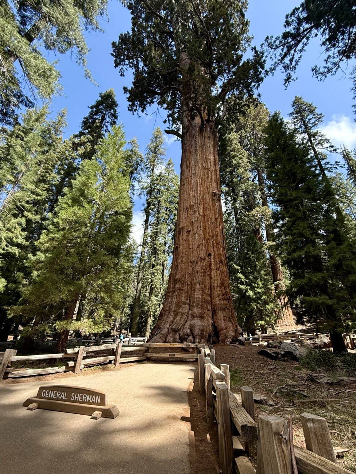 Tu „wysoko” to ma nowe znaczenie 😮⬆️ Patrzysz w górę i… kończy się perspektywa. Najwyższe sekwoje mają ponad 80 metrów wysokości, czyli mniej więcej 26-piętrowy wieżowiec, tylko że zrobiony z drewna i cierpliwości. Aparat nie ogarnia, oczy nie ogarniają, mózg chwilowo też nie.