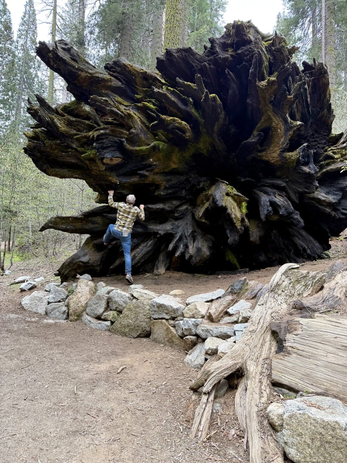 Kiedy drzewo postanowiło zostać rzeźbą 🌲🪵 To nie korzeń. To historia w drewnie. Sekwoje potrafią wyglądać jak rzeźby stworzone przez czas, ogień i burze. Każde takie drzewo to zapis setek lat: pożary, zimy, susze — wszystko tu zostało, tylko w ciszy.