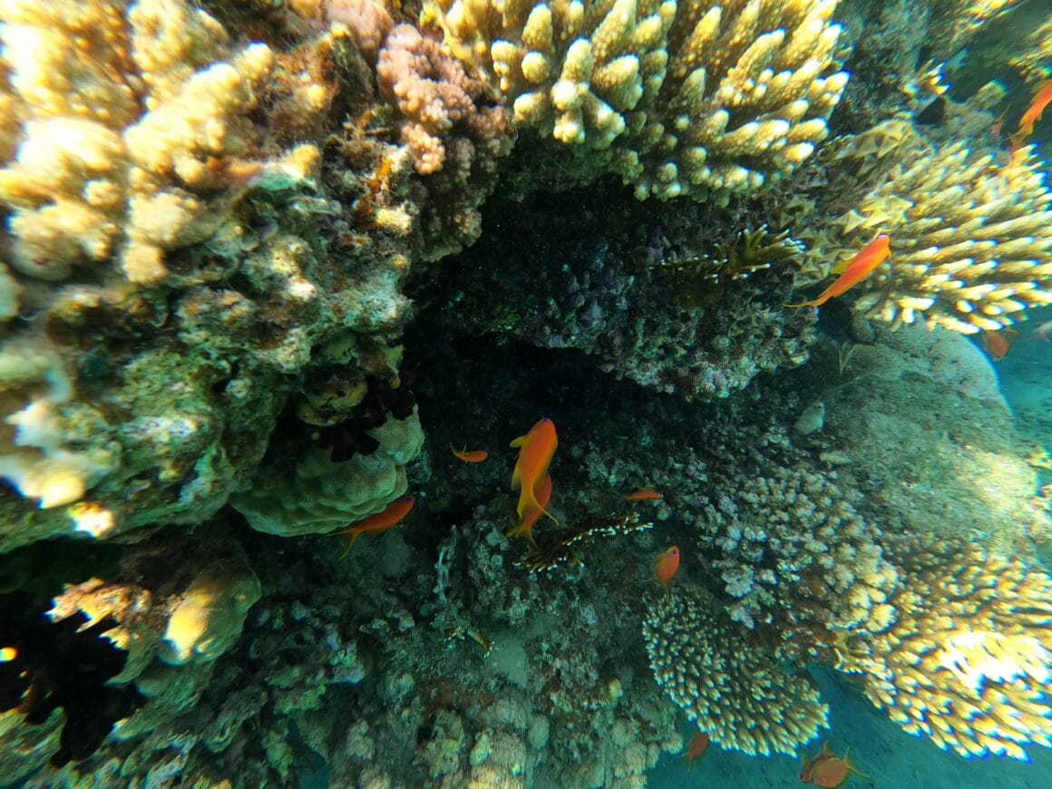 Mały wielki świat 🪸🐠 Wystarczy podpłynąć bliżej i nagle okazuje się, że tu wszystko żyje. Każdy zakamarek ma własną historię.