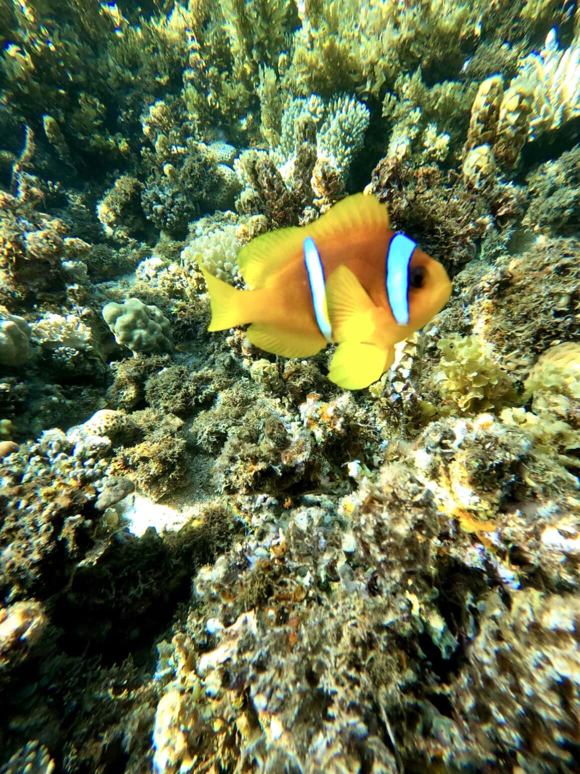 Modelka dnia 🐠✨ Rybki podpływają tu bardzo blisko, kompletnie nieprzejęte tym, że ktoś próbuje je podziwiać z maską na twarzy.