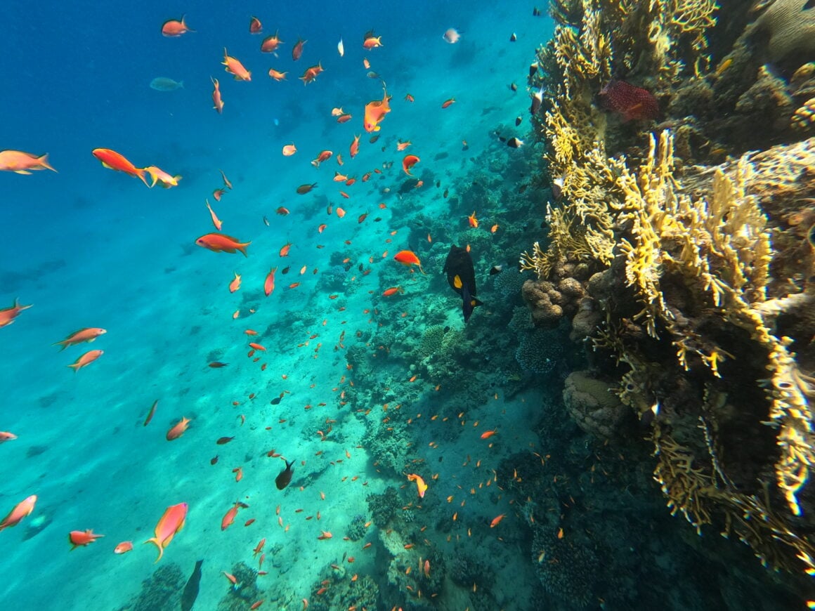 Kolor overload 🎨🌊 Są momenty, kiedy nie wiesz, gdzie patrzeć najpierw. Woda, rafa, rybki – wszystko naraz.