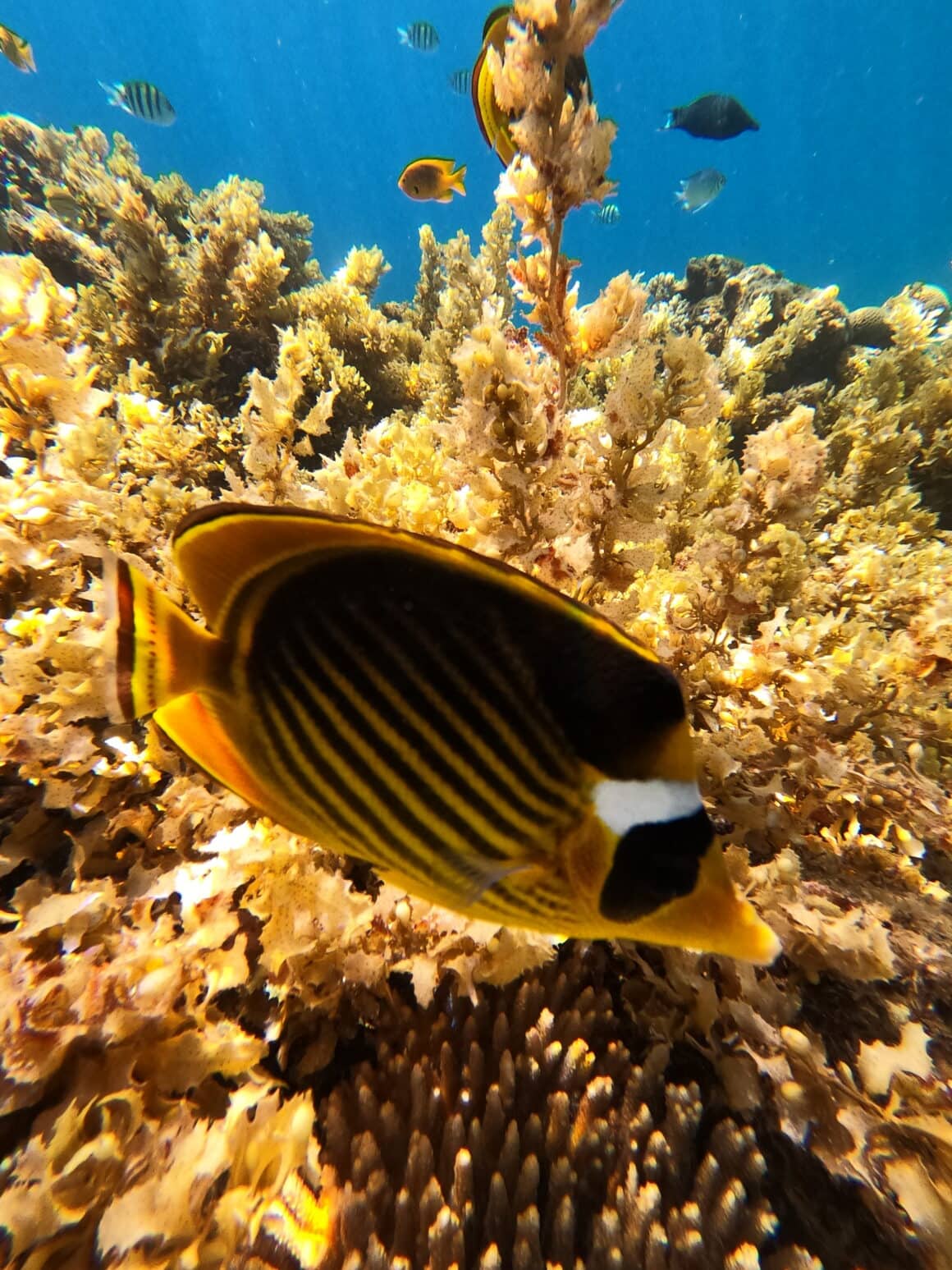 Lokalny boss 🐟😎 Są tu ryby, które wyglądają jak z bajki. I takie, które sprawiają wrażenie, że to one są u siebie.