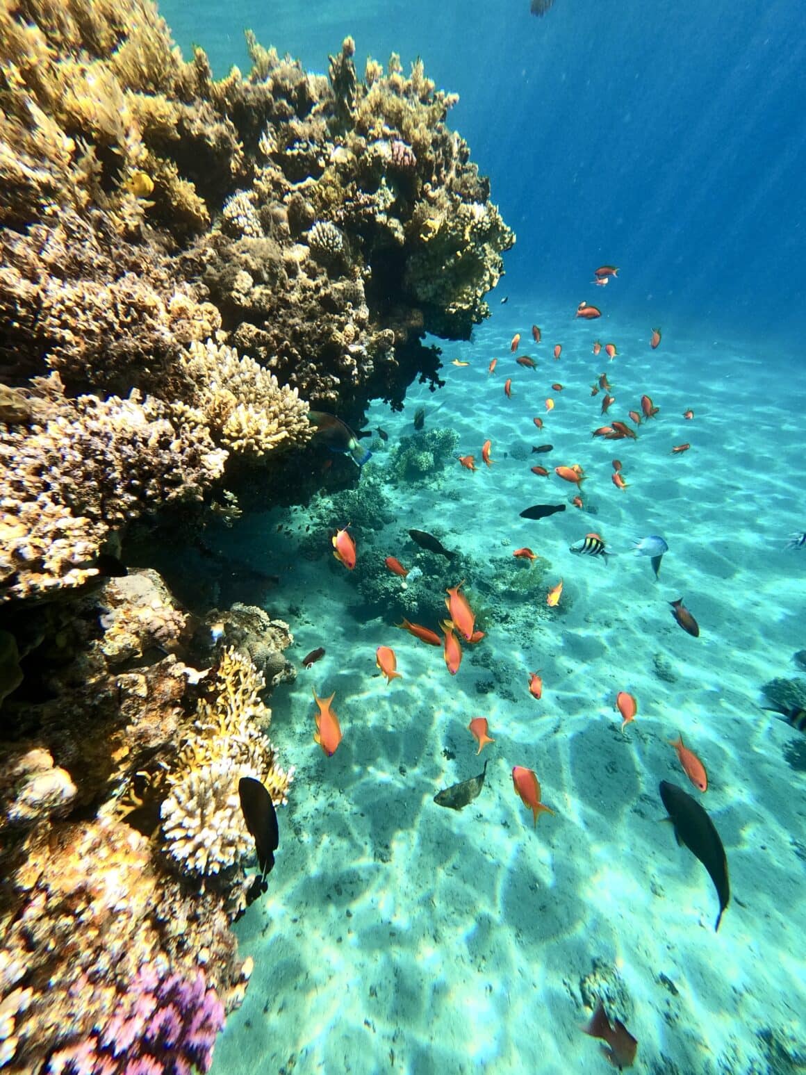 Kolor overload 🎨💦 Woda w Dahab ma taki kolor, że aż trudno uwierzyć, że to nie filtr. A to dopiero początek.