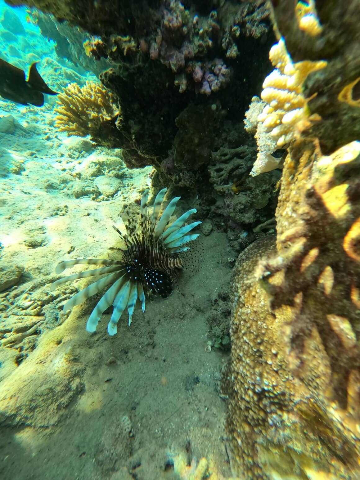 Podwodny celebryta 🐠✨ Czasem wystarczy jedna rybka, żeby na chwilę zapomnieć o całym świecie nad wodą.