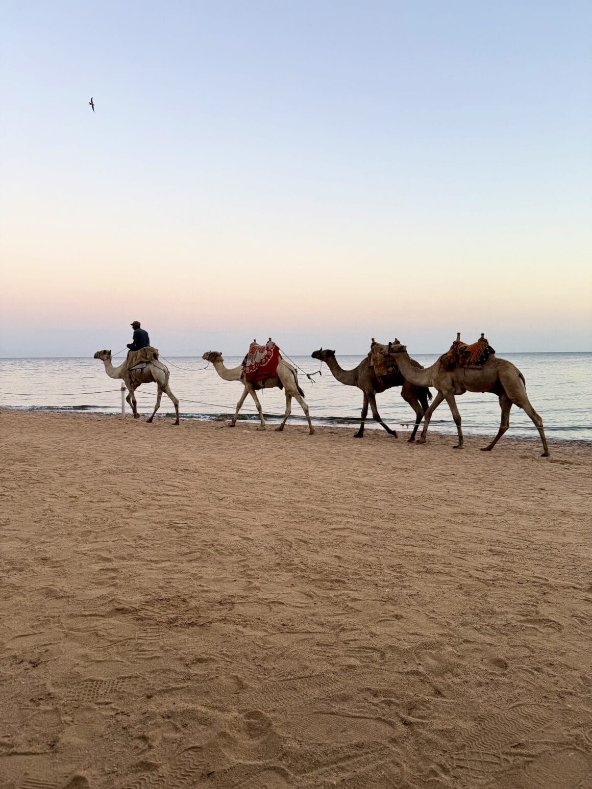 Dahab vibe 🐪🌊 Zachody słońca w Dahab mają swój rytm. Cisza, piasek, wielbłądy i kolory, które robią się coraz bardziej miękkie 🌅