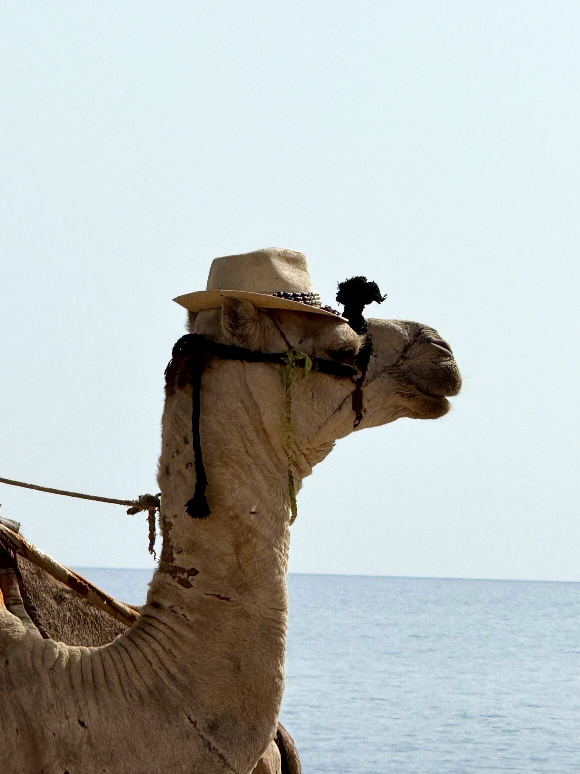 Lokalny transport 🐪😎 Wielbłądy są tu codziennością, nie atrakcją. Spacerują po plaży, jakby to było najbardziej oczywiste miejsce na świecie 🌴