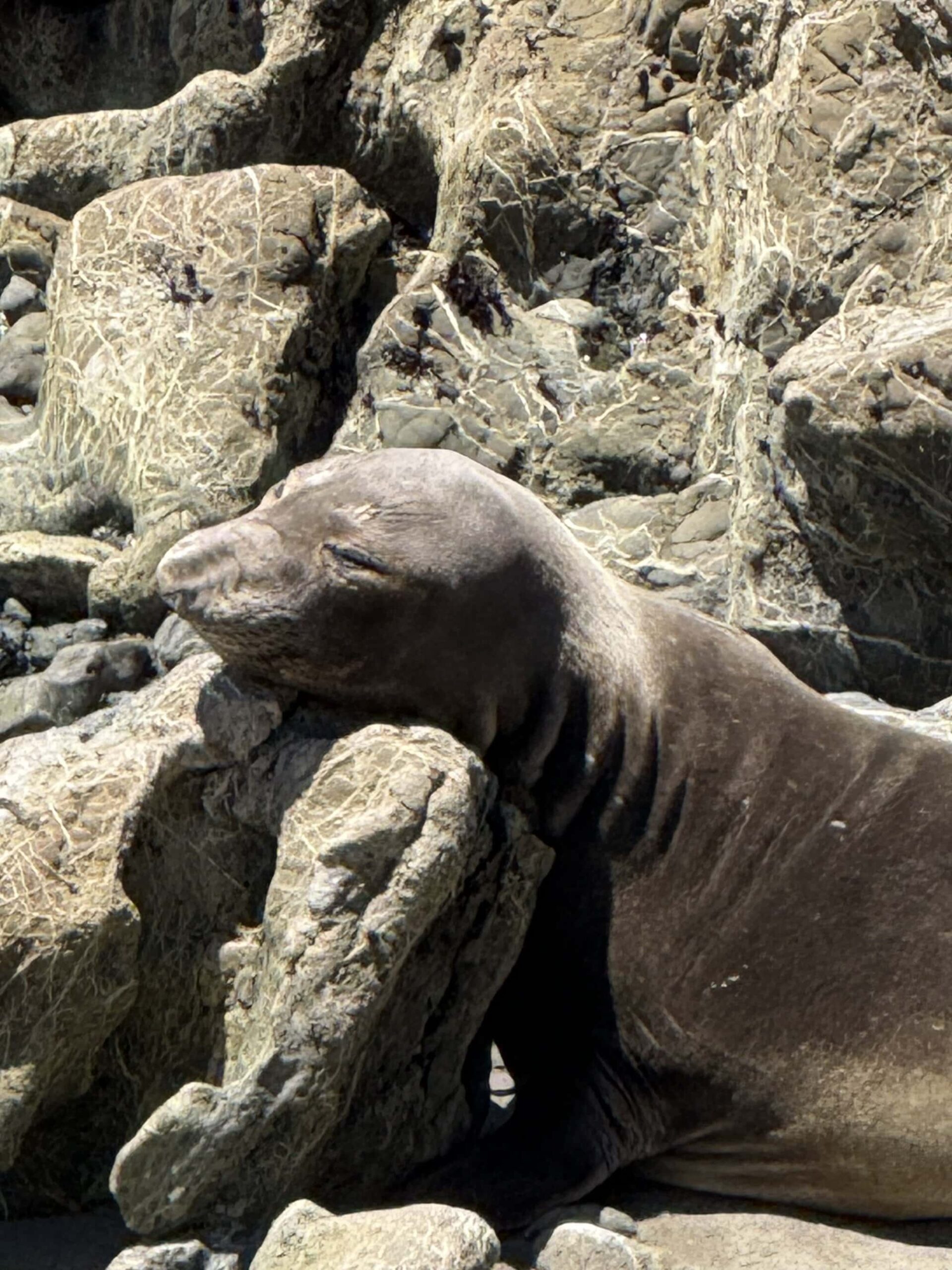 Król dramatu 🐘👑 Samce mają charakterystyczny „nos” przypominający trąbę. To dzięki niemu dostały nazwę elephant seals. Kiedy ryczą, brzmi to jak zepsuty silnik łodzi. I serio — czujesz to w klatce piersiowej. Natura bez mikrofonu, a i tak słychać wszędzie.