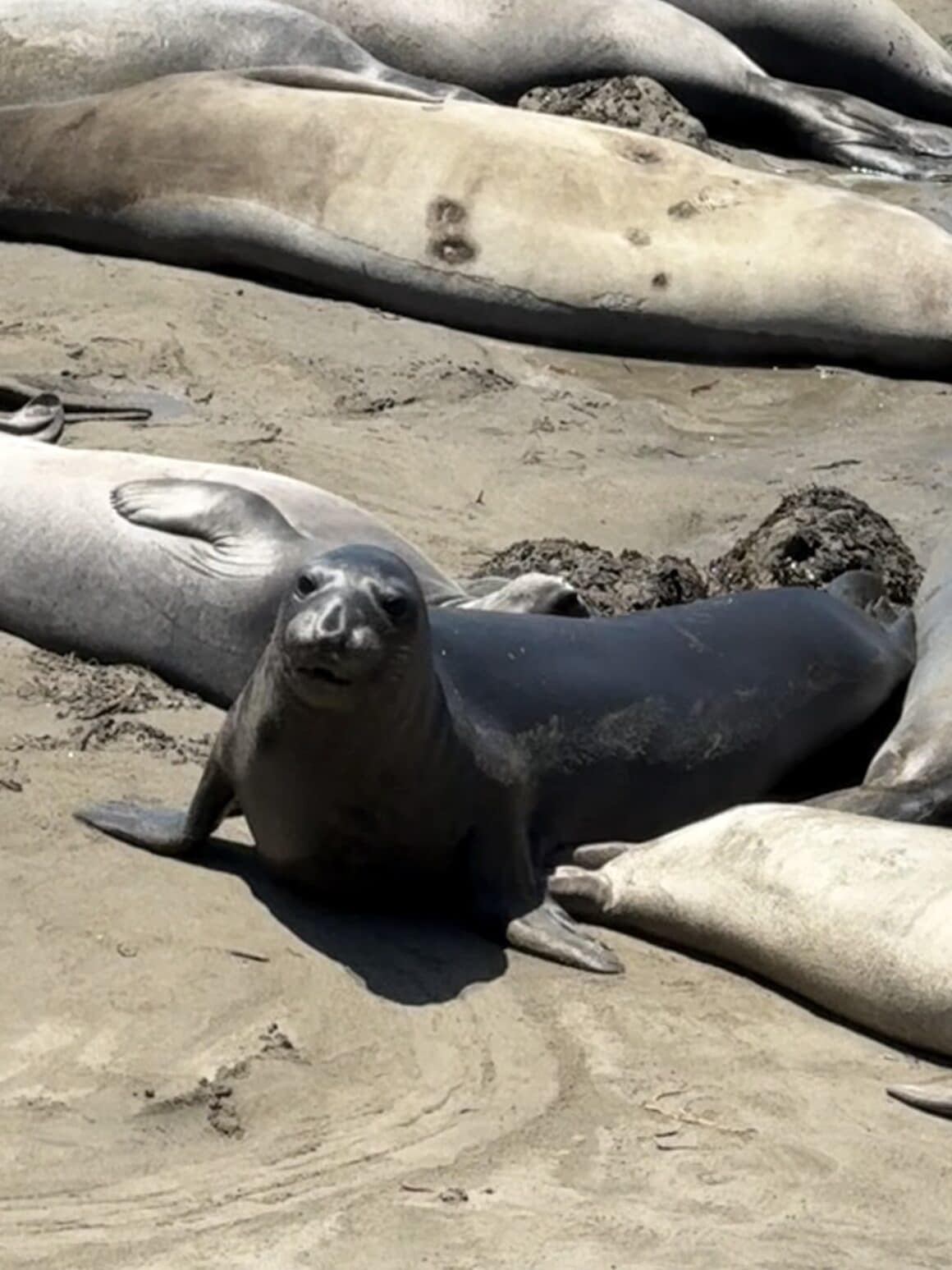 Patrzy jak właściciel plaży 🐘 Pierwszy słoń morski i już było wiadomo, że trafiliśmy w coś grubego. Dosłownie. Samce potrafią ważyć ponad 2 tony i mają charakter jak surfer po trzech kawach — niby leżą, ale czujesz, że to ich teren.