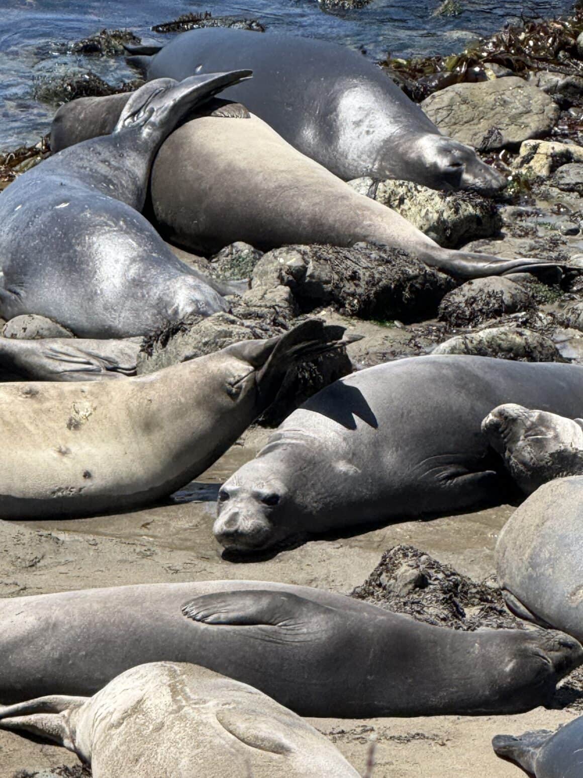 Drzemka poziom: mistrz 💤 Większość czasu leżą. Oddychają. Przesuwają się o pół metra. I nagle któryś ryknie tak, że podskakujesz jak przy wybuchu petardy. Słonie morskie brzmią jak zepsuty motor od łodzi. I to jest absolutnie fantastyczne.