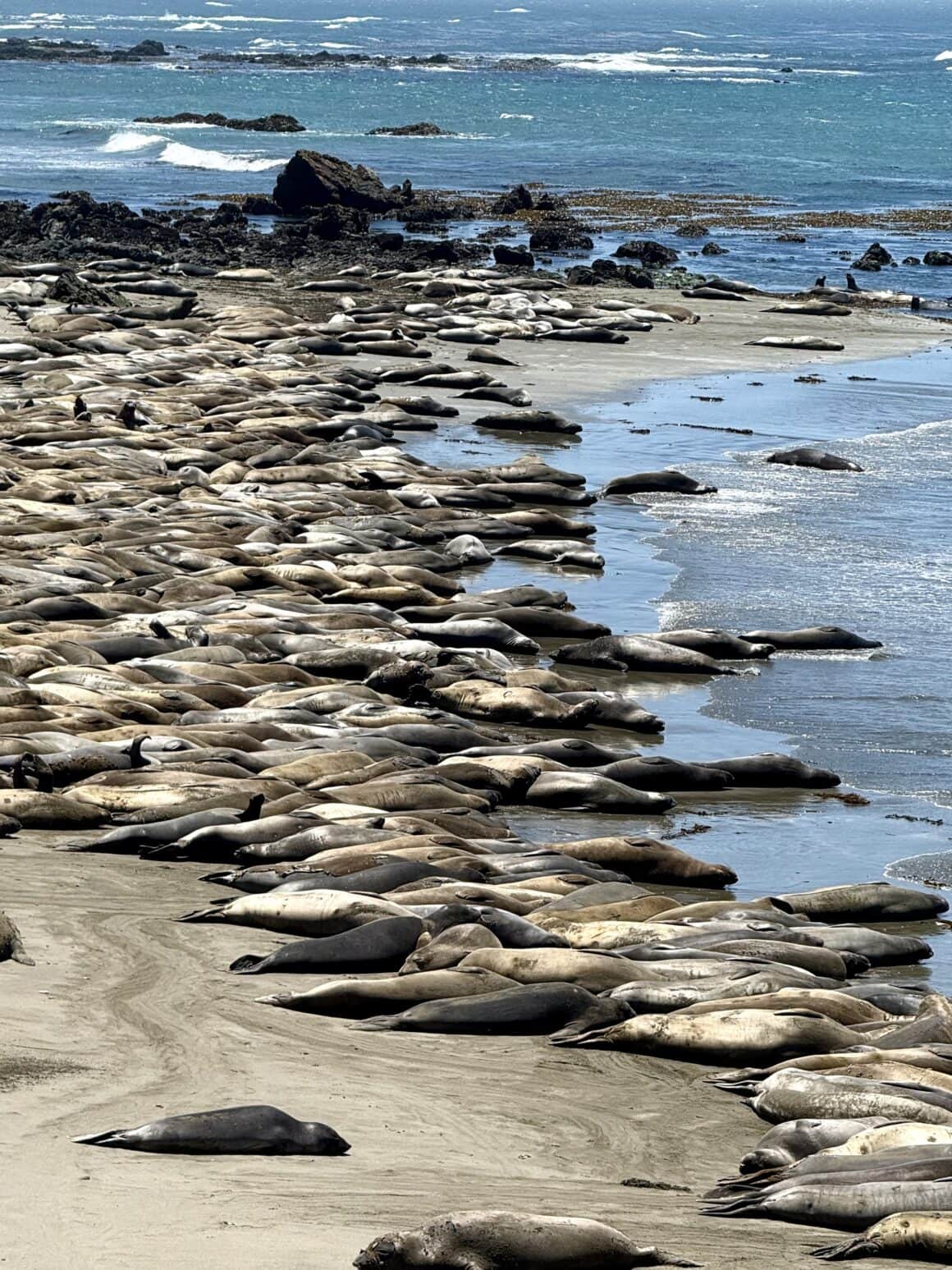 Setki. I zero rezerwacji 😄 Elephant Seal Vista Point w San Simeon to jedno z najlepszych miejsc w Kalifornii, by zobaczyć słonie morskie w naturze. W sezonie na plaży potrafi leżeć kilkaset osobników. Hałas, pomruki, przepychanki i absolutny brak zainteresowania turystami. My stoimy jak w kinie przyrodniczym, a oni żyją swoim życiem.