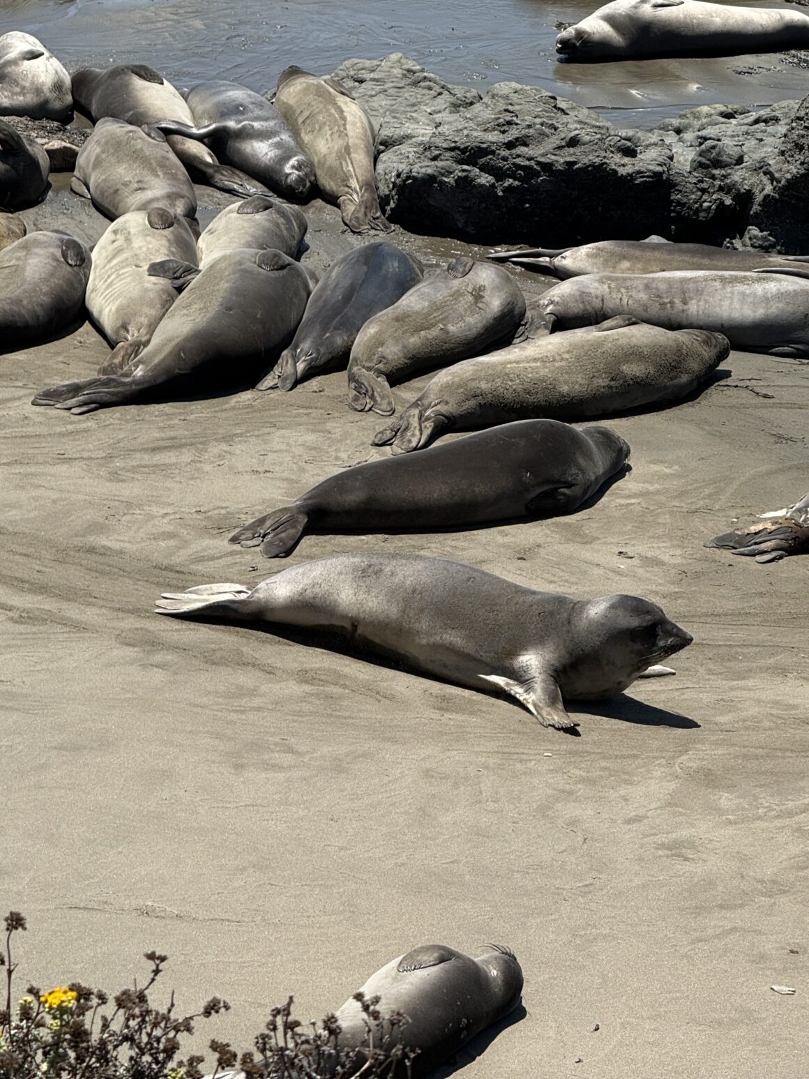Drzemka narodowa 💤 Większość czasu leżą i odpoczywają po miesiącach spędzonych w oceanie. Potrafią nurkować na ponad 1500 metrów i wstrzymywać oddech nawet do dwóch godzin. A potem wychodzą na plażę i wyglądają jakby właśnie skończyły all inclusive.