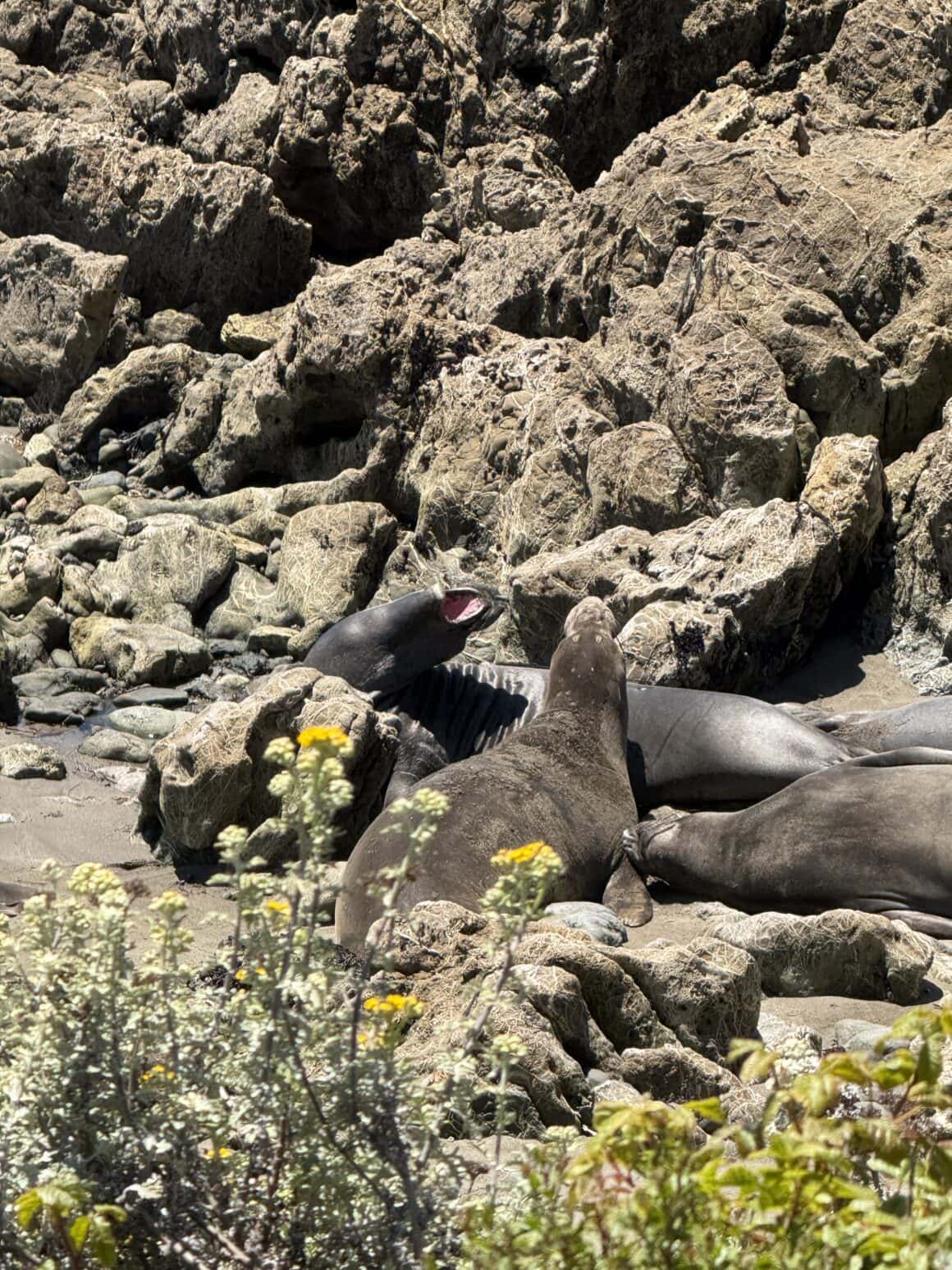 VIP loża z widokiem na Pacyfik 🐘 Słonie morskie potrafią wgramolić się w skały jakby były stworzone do wspinaczki. Ważą ponad tonę, wyglądają jak nadmuchane kanapy, a mimo to potrafią znaleźć sobie idealne miejsce między głazami. Zero stresu. Zero pośpiechu. Pełne „jestem u siebie”.