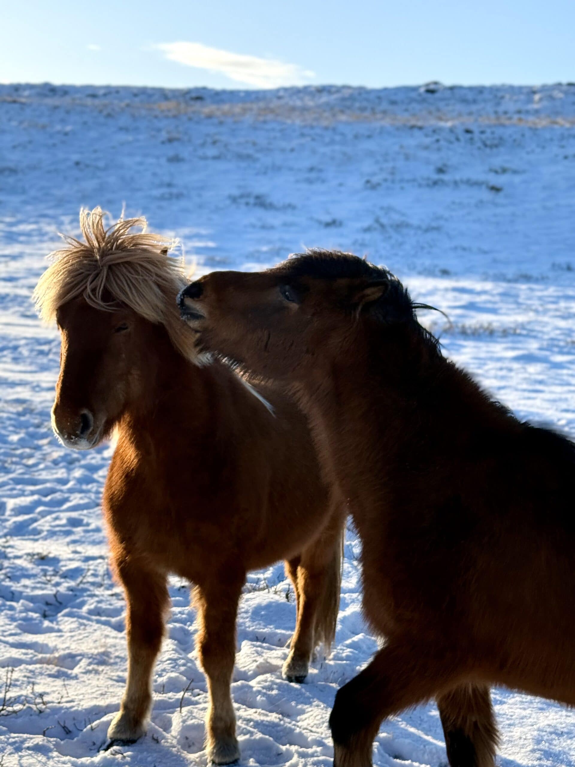 Tu rządzą lokalsi 🐴 Islandzkie konie nie robią show — one po prostu są. Małe, kudłate, odporne na wszystko i totalnie niewzruszone zimą. Mają swój rytm i swój świat, a Ty jesteś tu tylko gościem.