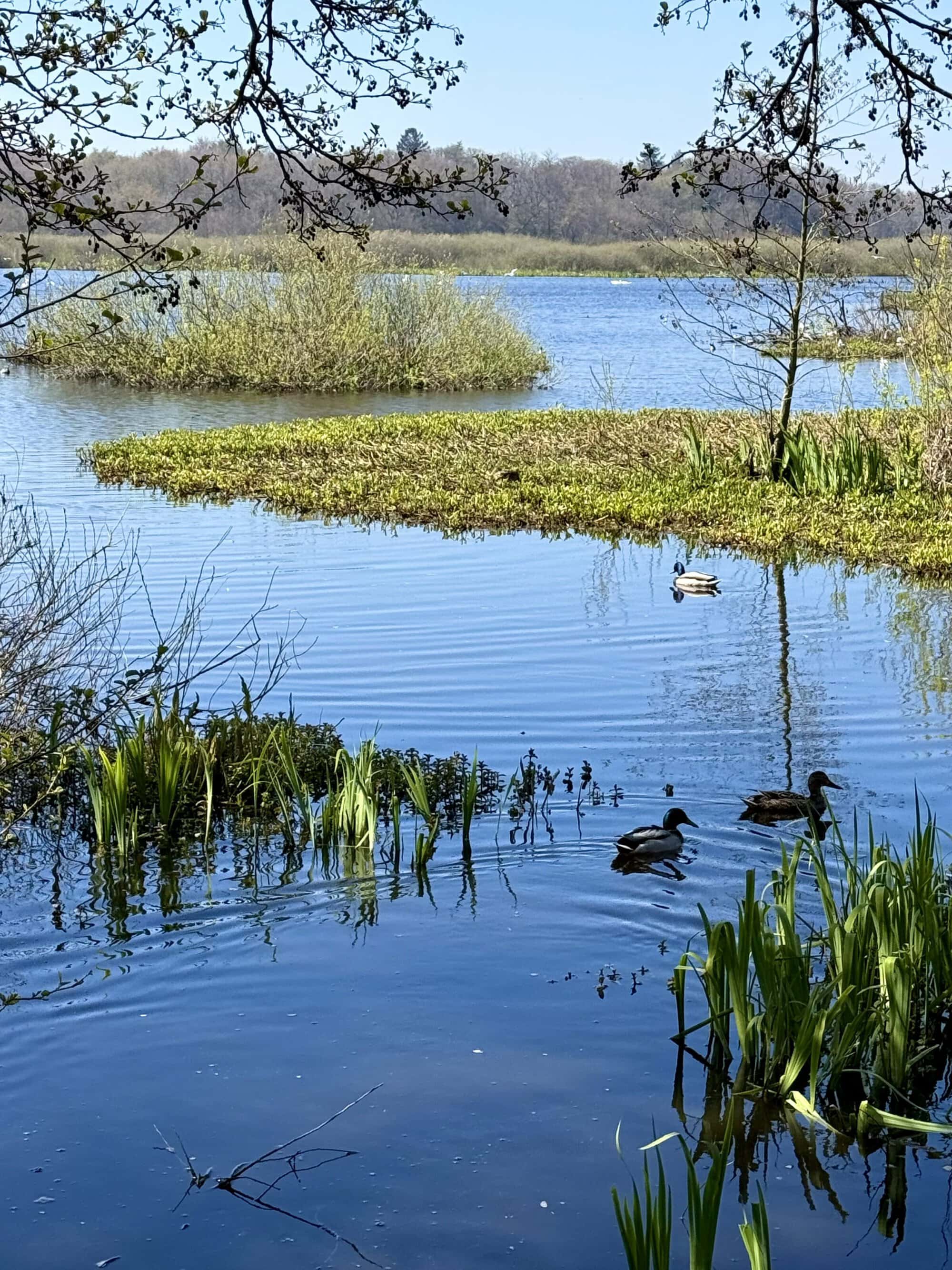 Kaczki też tu żyją lepiej niż my 😂🦆 Totalna cisza, woda gładka jak lustro i ekipa kaczek pływająca sobie bez żadnych deadline’ów 😎🌿 My w tym czasie analizowaliśmy tylko jedno: czy serio musimy już jechać dalej 😂